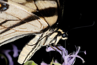 Butterfly 2271 (V59)