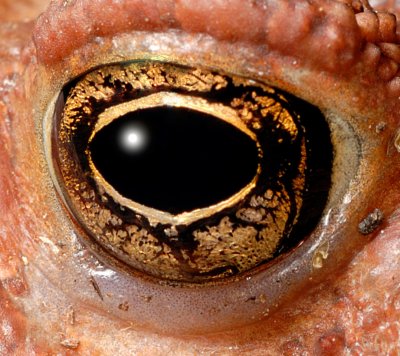 Toad eye 2437 (V59)