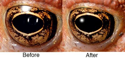 Toad eye 2437 beforeafter.jpg