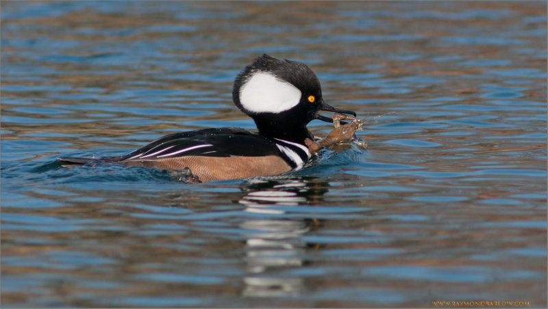 Hooded Merganser with Catch 