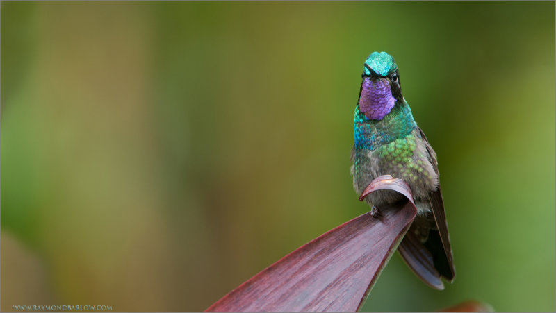 Purple-throated Mountain Gem 