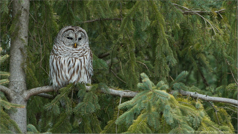 Barred Owl 