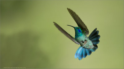 Violet eared Hummingbird 