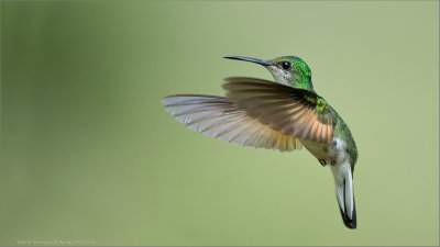 Female Stripe-tailed Hummingbird