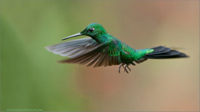 Green-crowned Brilliant in Flight 