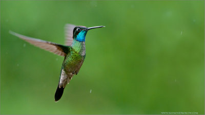 Magnificent Hummingbird in Flight 