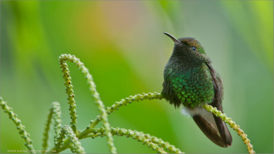 Coppery-headed Emerald Hummingbird 