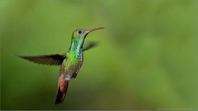Rufous-tailed Hummingbird in Flight 