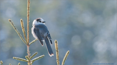  Gray Jay 