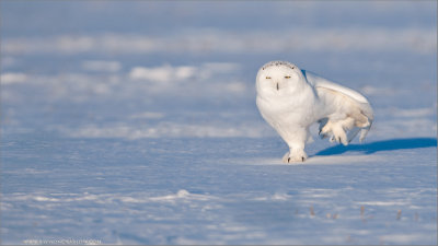 Snowy Owl passing a little Gas!