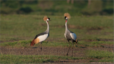 African Crowned Cranes