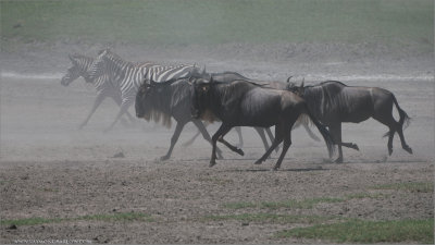 Zebras and Wildebeest on the Run 