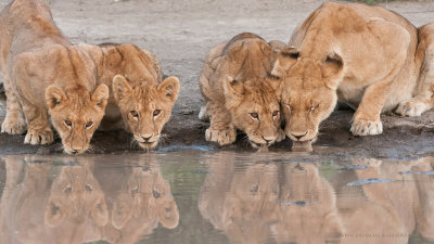 Lion Family on the Waters Edge 2560 x 1440 