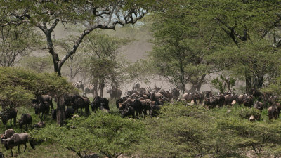 Wildebeest Migration 2560 x 1440