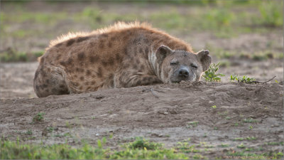 Hyena Sleeping  