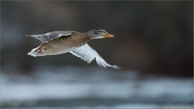 Mallard Duck in Flight