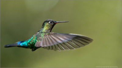 Firey-throated Hummingbird in Flight