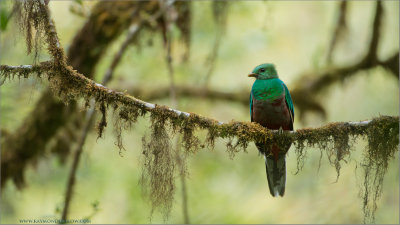 Juvenile Male Quetzal 