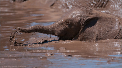 Elephant Mud Bath 