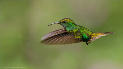 Coppery-headed Emerald Hummingbird in Flight