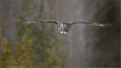 Great Gray Owl 