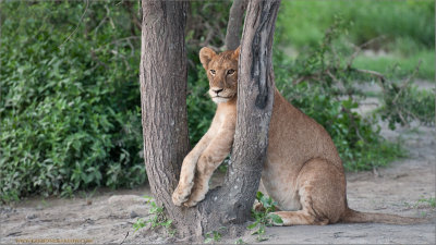 Young Lion Wedged