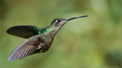 Magnificent Hummingbird in Flight