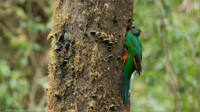 Resplendent Quetzal Female