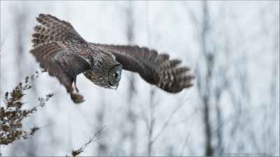 Great Gray Owl in Flight (no bait)