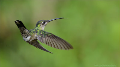 Green-crowned Brilliant in Flight