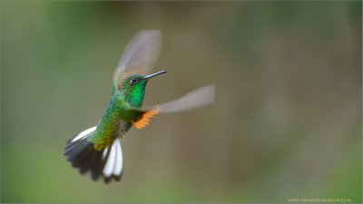 Stripe-tailed Hummingbird in Flight
