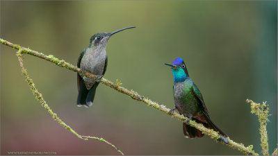 Magnificent Hummingbirds (female left - male right)