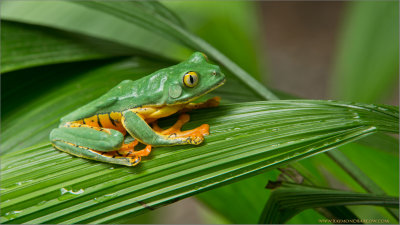 Yellow Eyed Tree Frog 