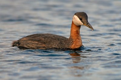 Red-necked Grebe 8