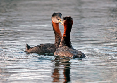 Red-necked Grebes 9