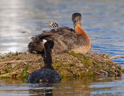 Red-necked Grebes 11