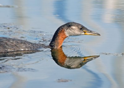 Red-necked Grebe 12