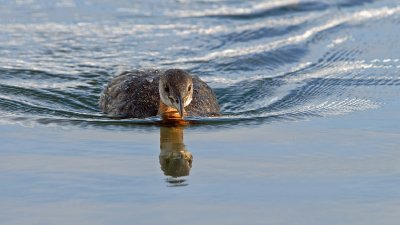 Red-necked Grebe 13
