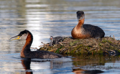 Red-necked Grebes 14