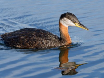 Red-necked Grebe 15