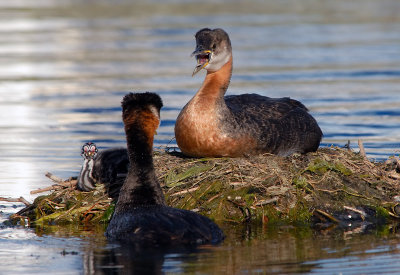 Red-necked Grebes 16