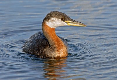 Red-necked Grebe 17