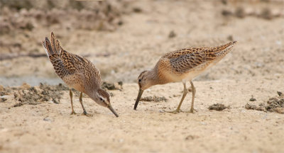 Short-Billed Dowitcher 1