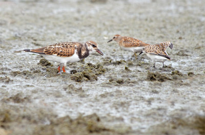 Ruddy Turnstone 1