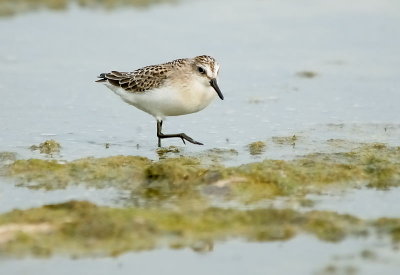 Sanderling 1