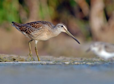 Short-Billed Dowitcher 3