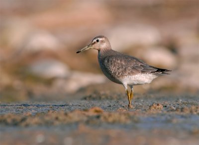 Red-Knot Sandpiper 1