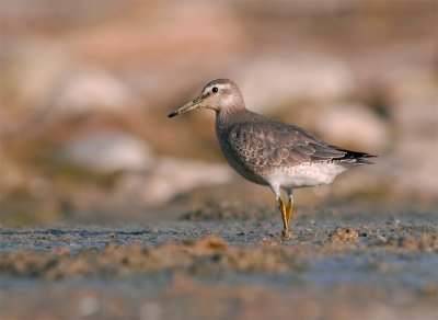 Red-Knot Sandpiper 1