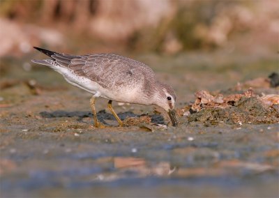 Red-Knot Sandpiper 2