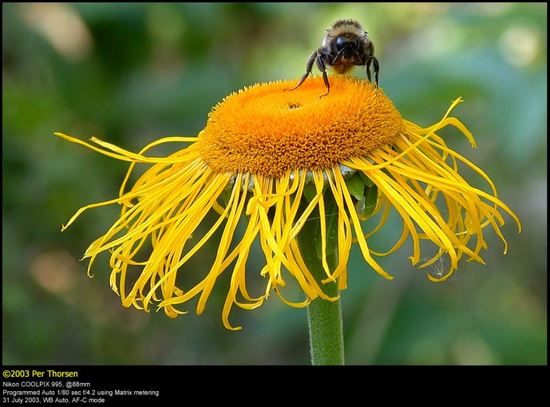 Bumblebee (Humlebi / Bombus terrestris)
